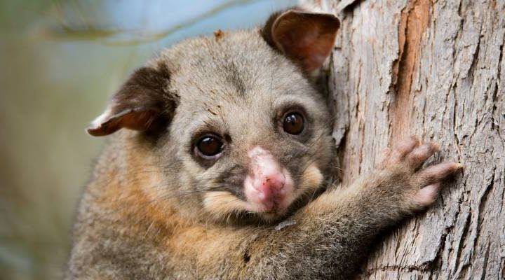 Australia’s Wildlife