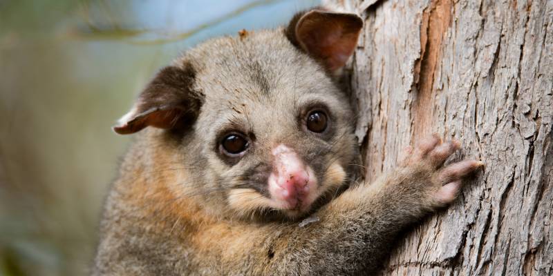 Australia’s Wildlife
